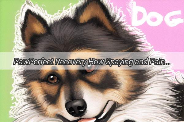 PawPerfect Recovery How Spaying and Pain Relief Medication Make for a Happy Healthy Doggy Aftercare